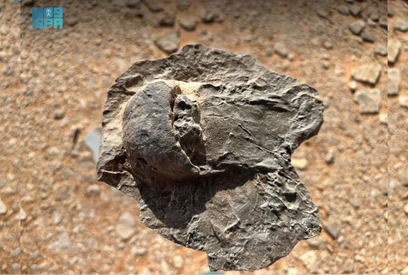 465-million-year old horshoe crab fossil discovered in Saudi's AlUla